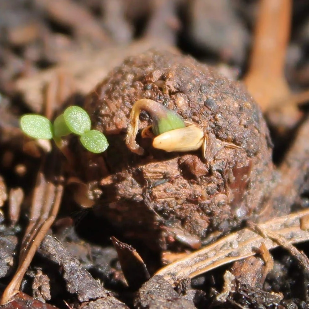 Seedballs Wildlife Collection 8 Seedballs Wildlife Collection - Image 6