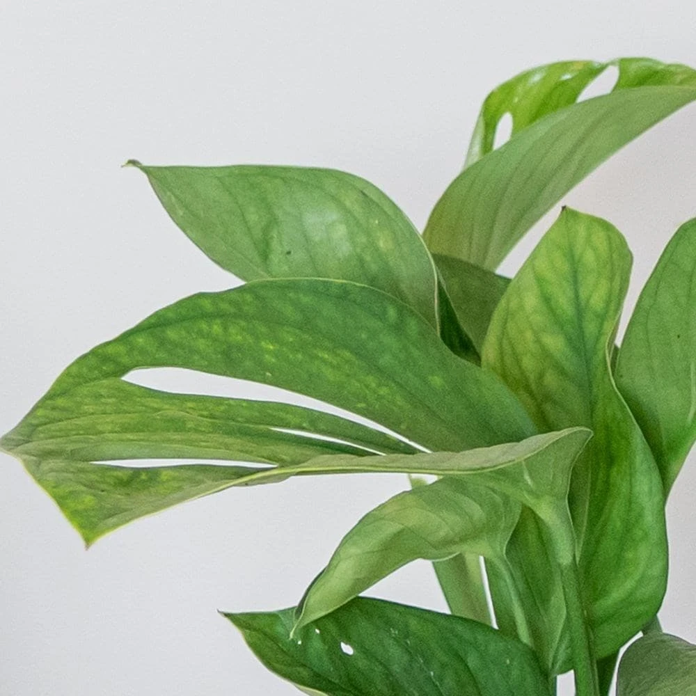 Monstera Pinnatipartita 4 Monstera Pinnatipartita - Image 2