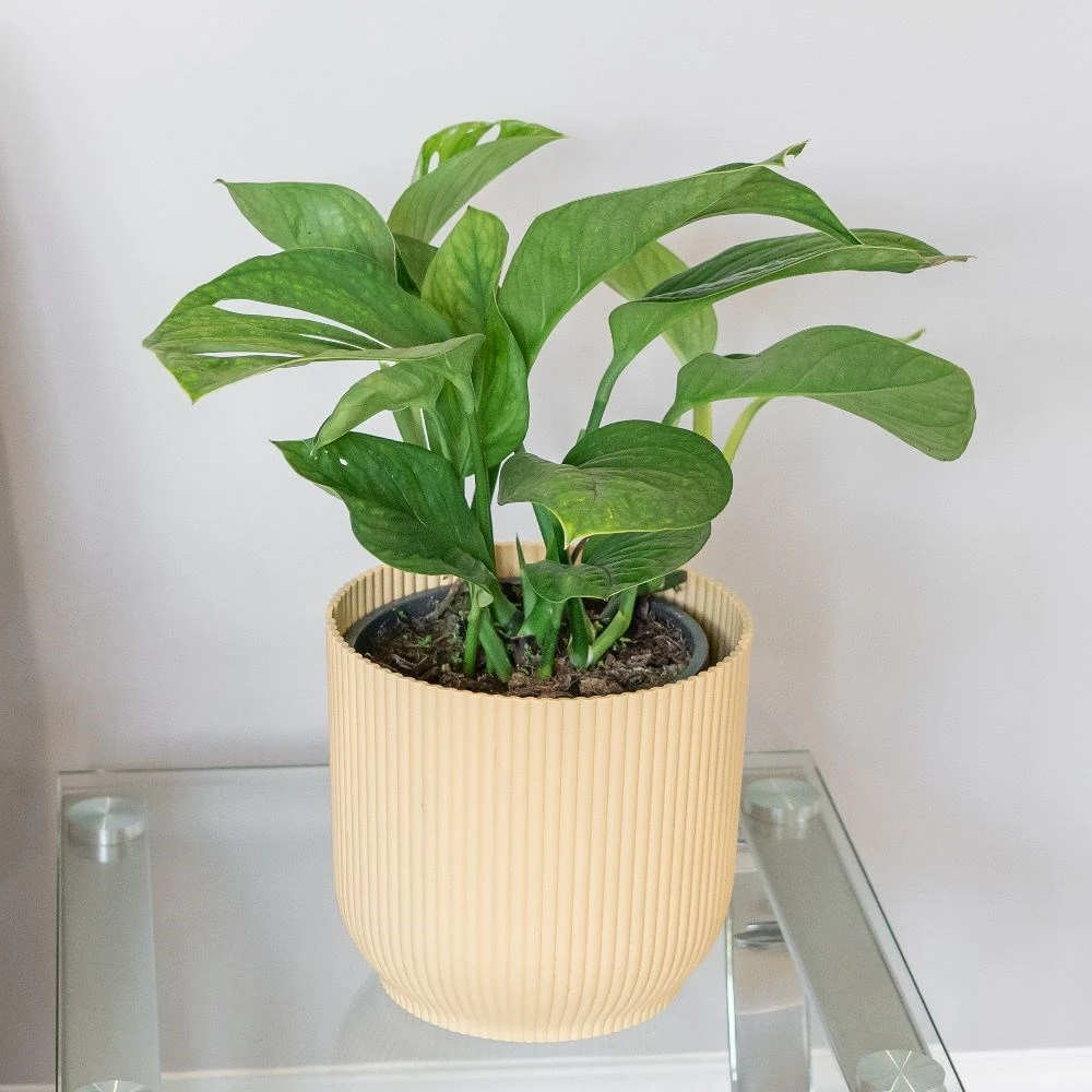 Monstera Pinnatipartita 5 Monstera Pinnatipartita - Image 3