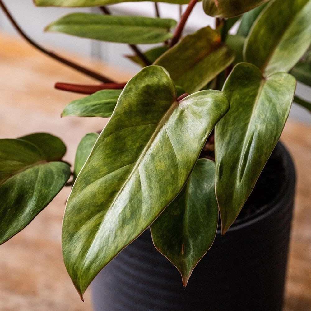 Philodendron 'Painted Lady' 4 Philodendron 'Painted Lady' - Image 2