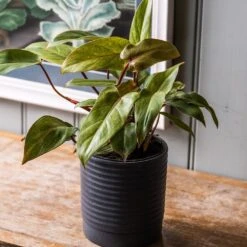 Philodendron 'Painted Lady' 7 Philodendron 'Painted Lady' -Feathered Garden pl2000043224 card3 lg