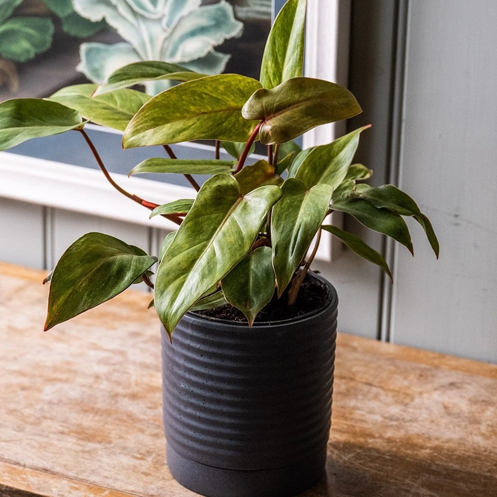Philodendron 'Painted Lady' 5 Philodendron 'Painted Lady' - Image 3