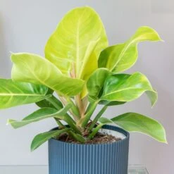 Philodendron 'Moonlight' -Feathered Garden pl2000043226 card3 lg