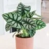 Alocasia 'Silver Dragon' -Feathered Garden pl2000043236