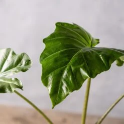 Alocasia 'Portodora' -Feathered Garden pl2000043238 card3 lg