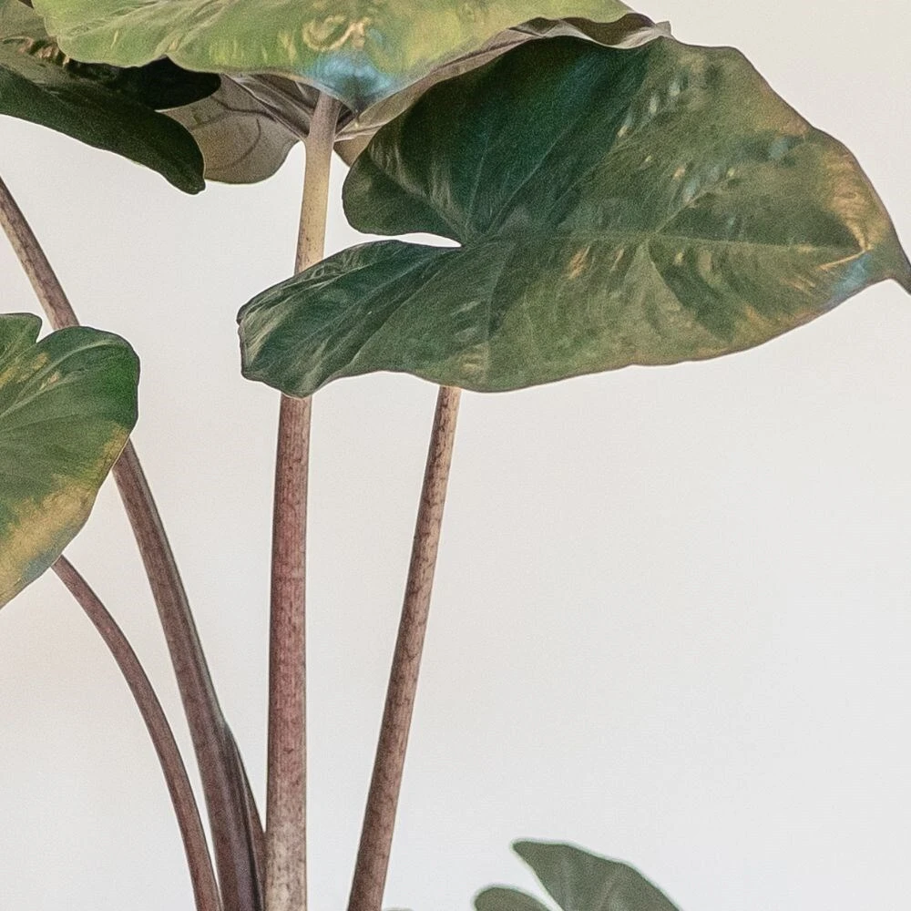 Alocasia Sarawakensis 'Yucatan Princess' 4 Alocasia Sarawakensis 'Yucatan Princess' - Image 2