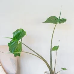 Alocasia 'Stingray' 7 Alocasia 'Stingray' -Feathered Garden pl2000043240 card3 lg