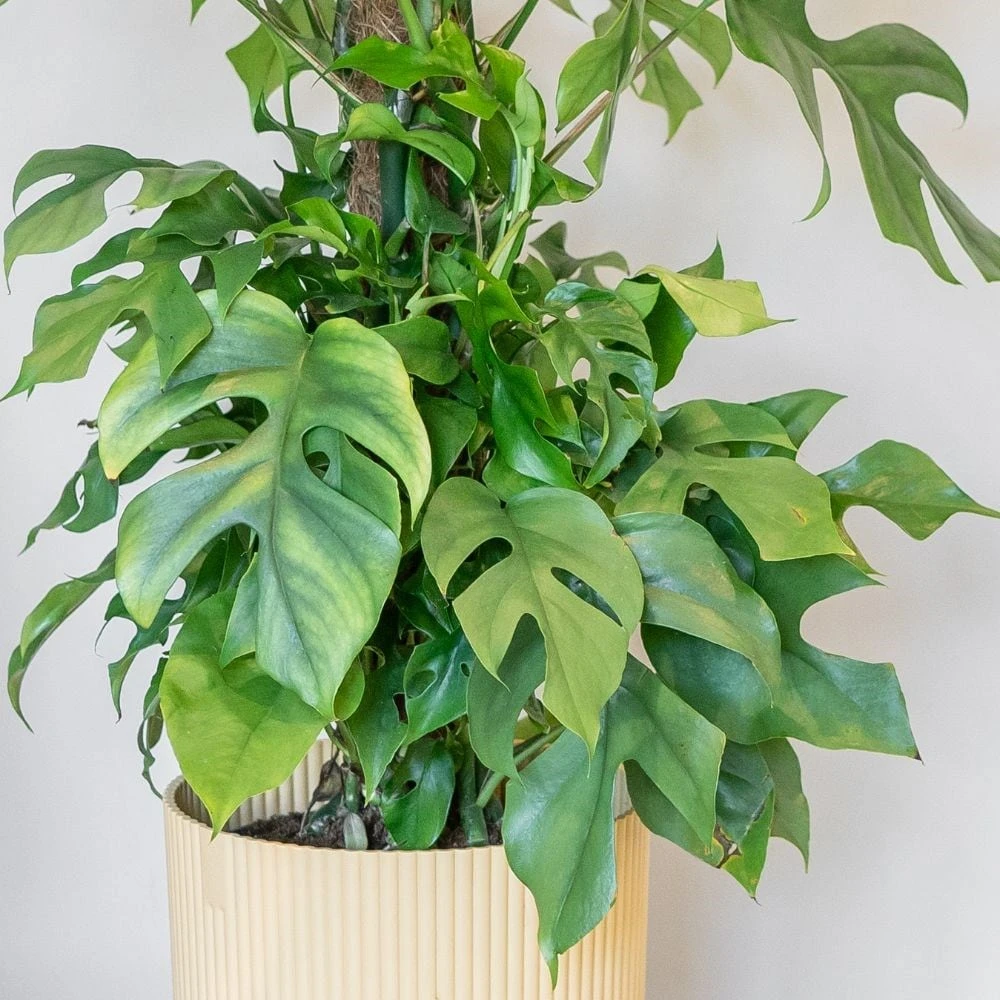 Rhaphidophora Tetrasperma 4 Rhaphidophora Tetrasperma - Image 2