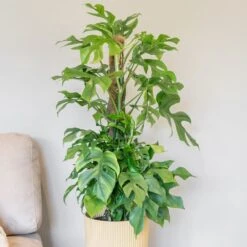 Rhaphidophora Tetrasperma 7 Rhaphidophora Tetrasperma -Feathered Garden pl2000043241 card3 lg