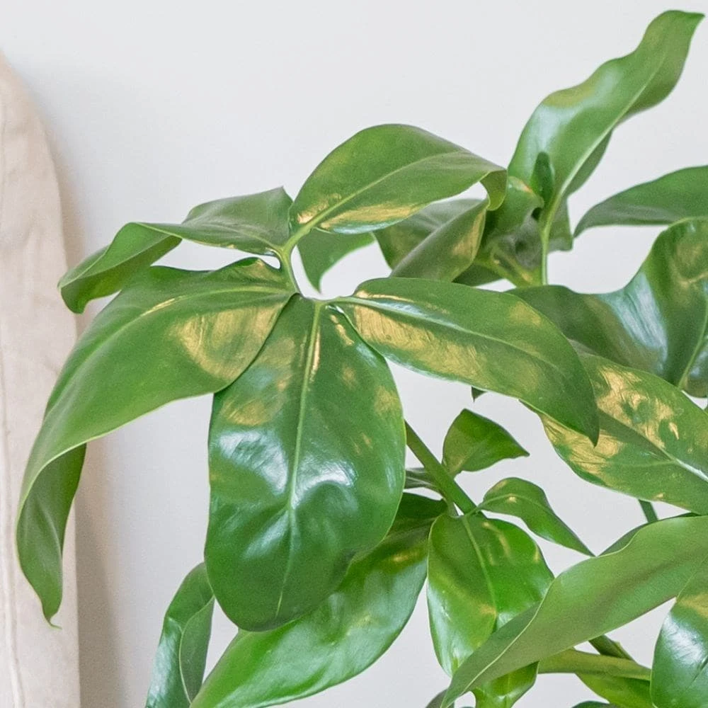 Philodendron 'Fun Bun' 4 Philodendron 'Fun Bun' - Image 2