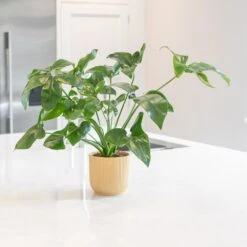 Philodendron 'Fun Bun' 7 Philodendron 'Fun Bun' -Feathered Garden pl2000043243 card3 lg