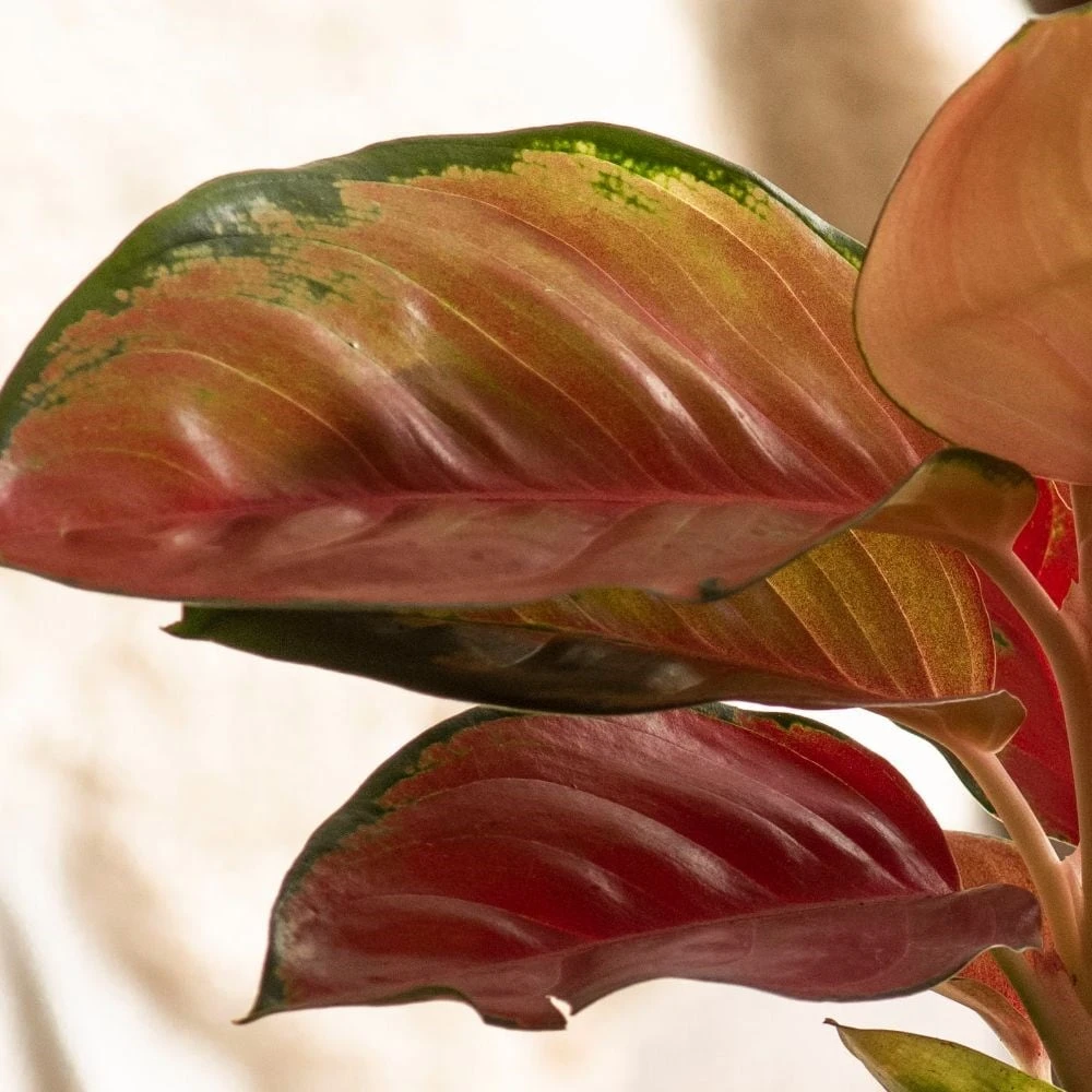 Aglaonema 'Star Orange' 4 Aglaonema 'Star Orange' - Image 2