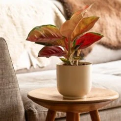 Aglaonema 'Star Orange' 7 Aglaonema 'Star Orange' -Feathered Garden pl2000043247 card3 lg