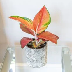 Aglaonema 'Red Star' 7 Aglaonema 'Red Star' -Feathered Garden pl2000043248 card3 lg