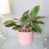 Aglaonema 'Star Light Pink' 2 Aglaonema 'Star Light Pink' -Feathered Garden pl2000043249