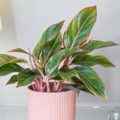 Aglaonema 'Star Light Pink' -Feathered Garden pl2000043249 card3 lg