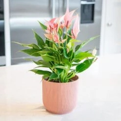 Anthurium 'Champion Lilli' 7 Anthurium 'Champion Lilli' -Feathered Garden pl2000043251 card3 lg