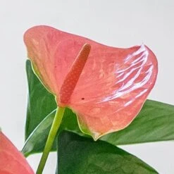 Anthurium Cherry Love Improved ('Ryn2007042') (PBR) -Feathered Garden pl2000043253 card3 lg