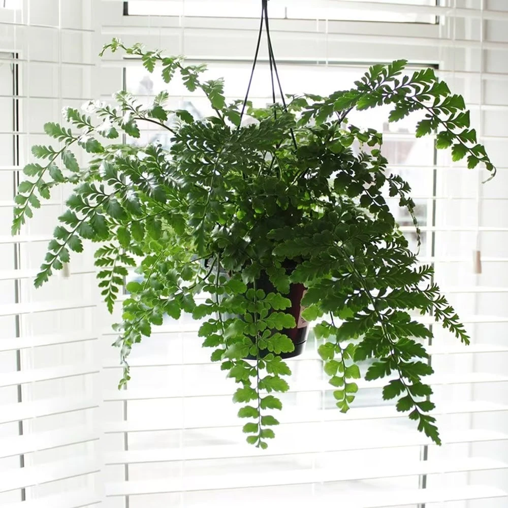 Asplenium 'Parvati' 4 Asplenium 'Parvati' - Image 2