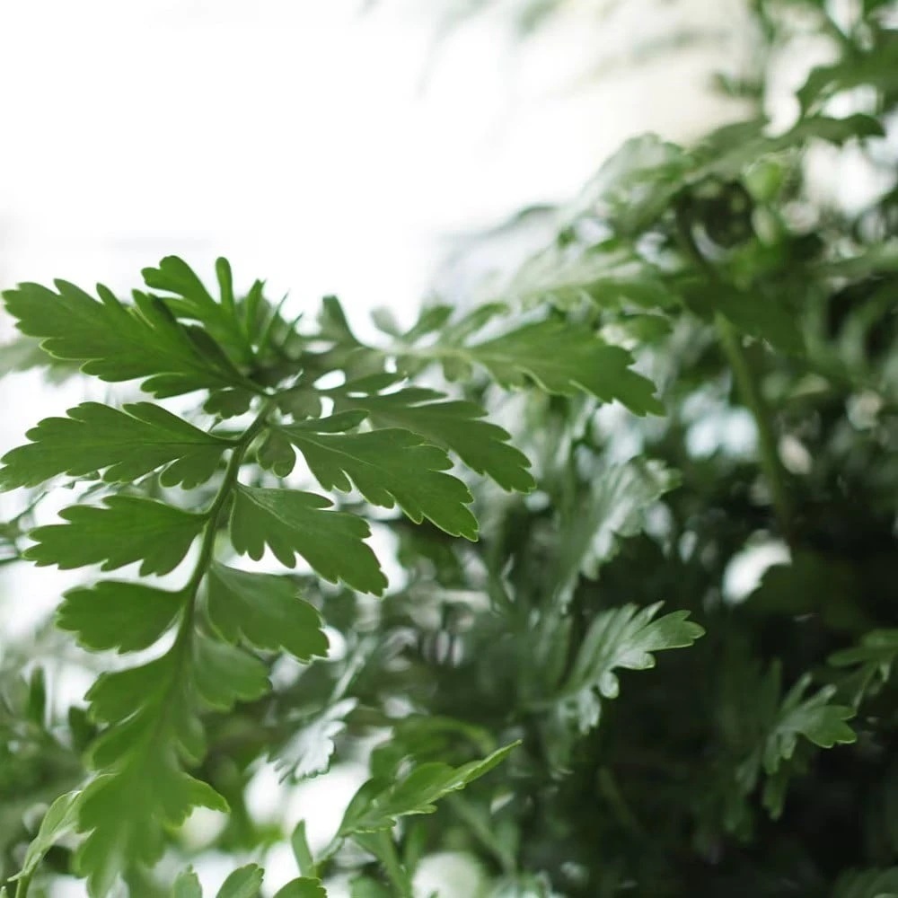 Asplenium 'Parvati' 6 Asplenium 'Parvati' - Image 4