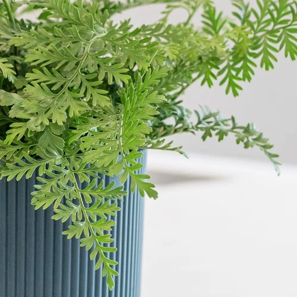 Asplenium 'Parvati' 7 Asplenium 'Parvati' - Image 5