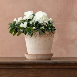 Azalea Flandresse 'White' -Feathered Garden pl2000043256 card2 lg