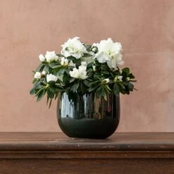 Azalea Flandresse 'White' -Feathered Garden pl2000043256 card3 lg