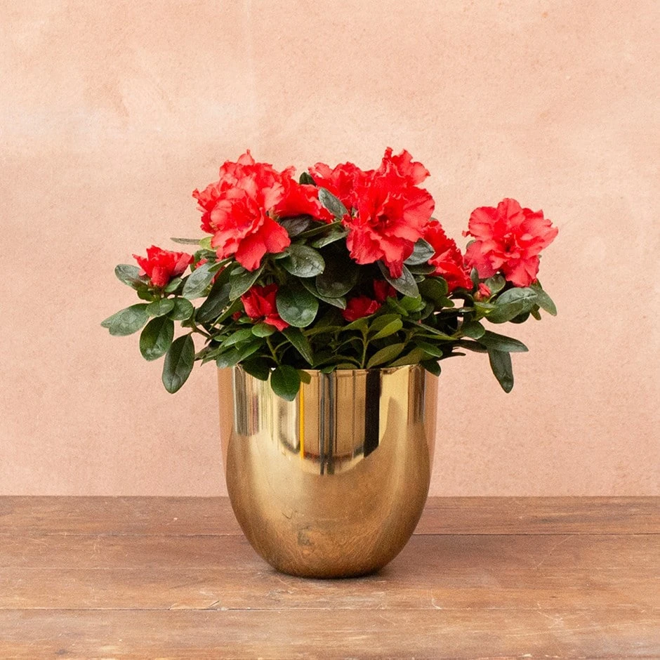 Azalea Flandresse 'Red' 3 Azalea Flandresse 'Red'