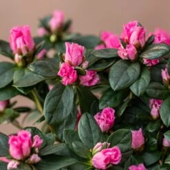 Azalea Flandresse 'Pink' -Feathered Garden pl2000043258 card3 lg