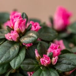 Azalea Flandresse 'Pink' -Feathered Garden pl2000043258 card4 lg