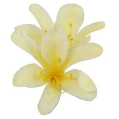 Clivia Miniata Var. Citrina 8 Clivia Miniata Var. Citrina -Feathered Garden pl2000043261 card2 lg