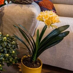 Clivia Miniata Var. Citrina 9 Clivia Miniata Var. Citrina -Feathered Garden pl2000043261 card3 lg