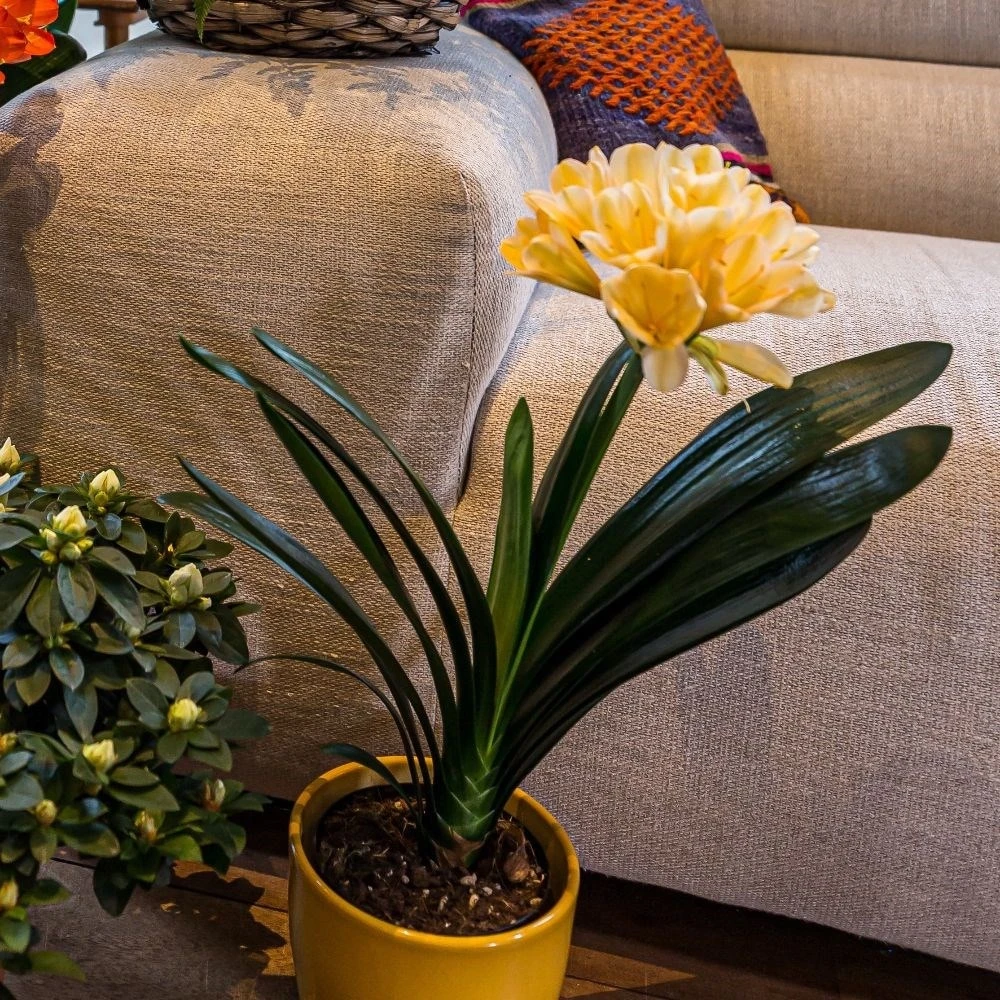 Clivia Miniata Var. Citrina 5 Clivia Miniata Var. Citrina - Image 3