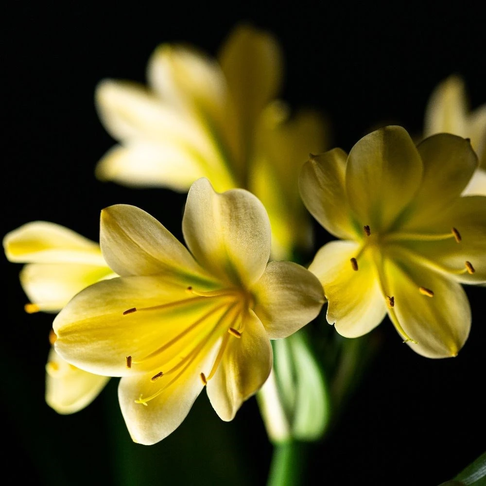 Clivia Miniata Var. Citrina 6 Clivia Miniata Var. Citrina - Image 4