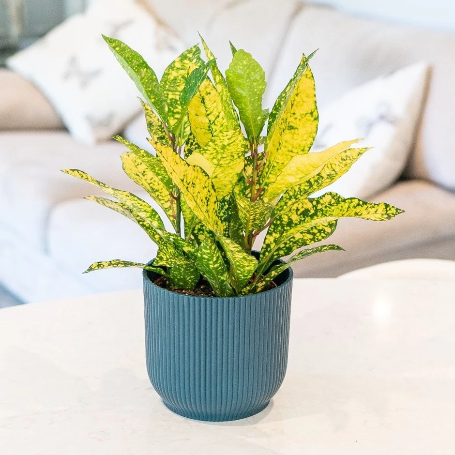 Codiaeum Variegatum Var. Pictum 'Gold Sun' 3 Codiaeum Variegatum Var. Pictum 'Gold Sun'