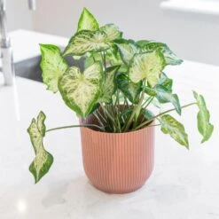 Caladium 'White Delight'