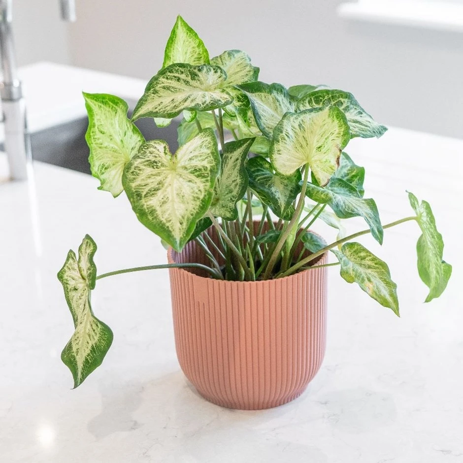 Caladium 'White Delight' 3 Caladium 'White Delight'