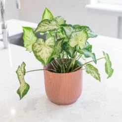 Caladium 'White Delight' 7 Caladium 'White Delight' -Feathered Garden pl2000043272 card3 lg