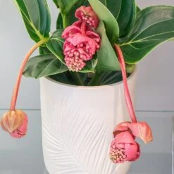 Medinilla Magnifica 'Lambada' -Feathered Garden pl2000043285 card2 lg