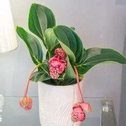 Medinilla Magnifica 'Lambada' -Feathered Garden pl2000043285 card3 lg