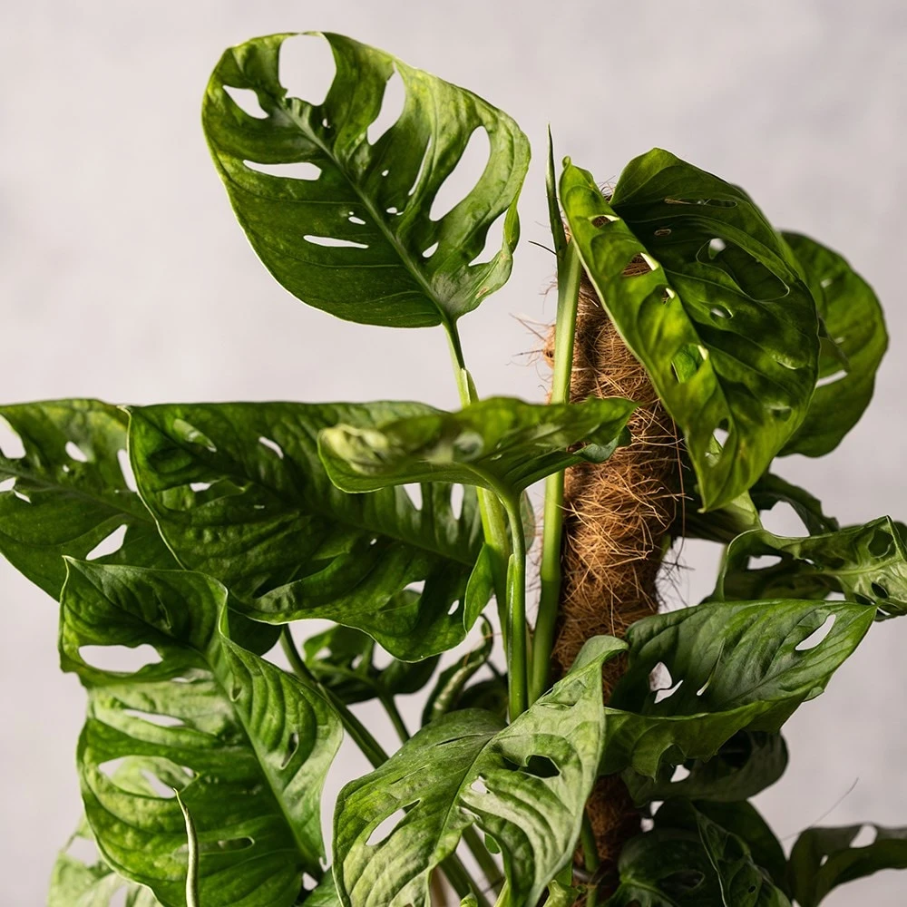 Monstera 'Monkey Leaf' 4 Monstera 'Monkey Leaf' - Image 2