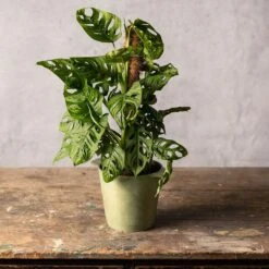 Monstera 'Monkey Leaf' 7 Monstera 'Monkey Leaf' -Feathered Garden pl2000043286 card3 lg