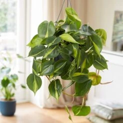 Philodendron Scandens 'Brasil' -Feathered Garden pl2000043288 card3 lg