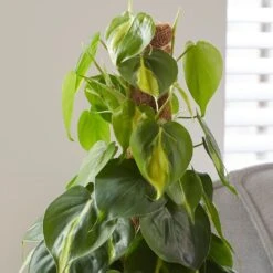 Philodendron Scandens 'Brasil' -Feathered Garden pl2000043288 card5 lg
