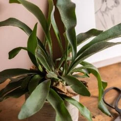 Platycerium Bifurcatum 11 Platycerium Bifurcatum -Feathered Garden pl2000043293 card5 lg