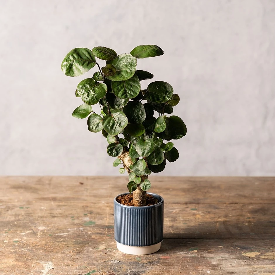 Polyscias 'Fabian' 3 Polyscias 'Fabian'