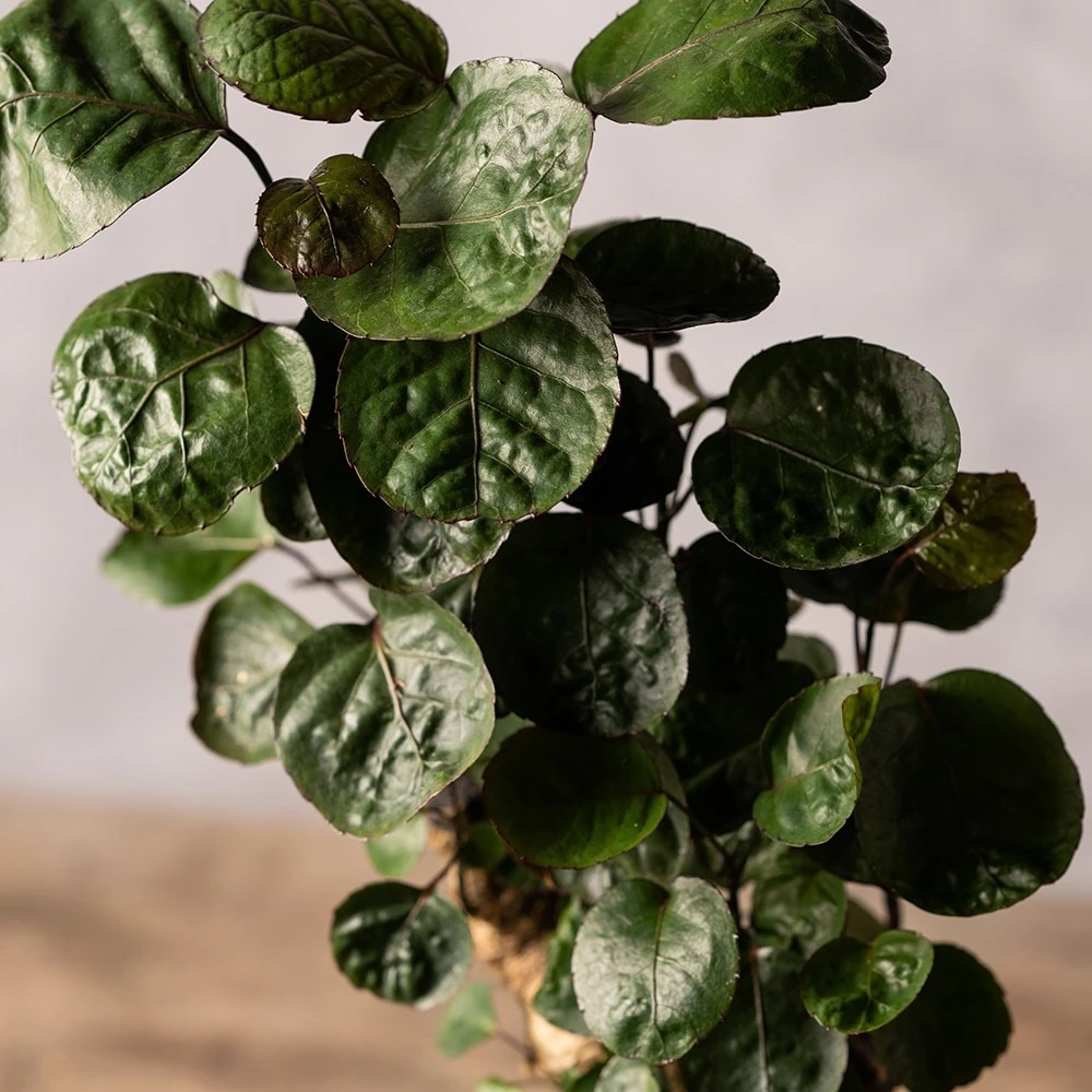 Polyscias 'Fabian' 4 Polyscias 'Fabian' - Image 2