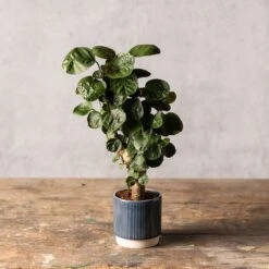 Polyscias 'Fabian' 7 Polyscias 'Fabian' -Feathered Garden pl2000043294 card3 lg