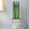 Sansevieria Cylindrica 'Straight' -Feathered Garden pl2000043297