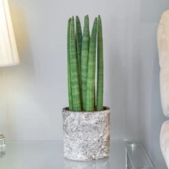 Sansevieria Cylindrica 'Straight' -Feathered Garden pl2000043297 card3 lg